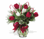 Peppermint Tulips Peppermint Tulips