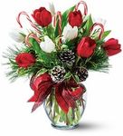 Peppermint Tulips Peppermint Tulips