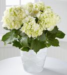 Perfect Clarity Hydrangea Plant  Perfect Clarity Hydrangea Plant