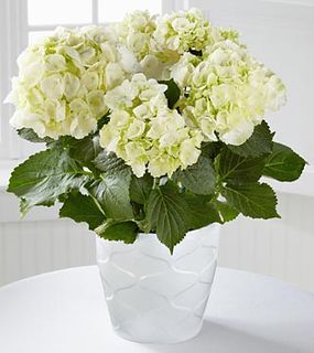Perfect Clarity Hydrangea Plant 