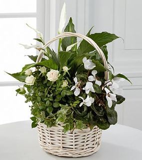 Perfect Peace Dish Garden