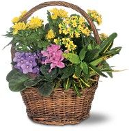 Petite European Basket