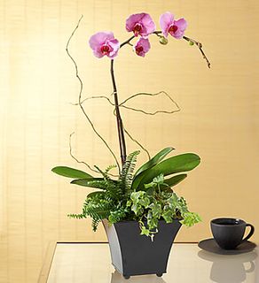 Phalaenopsis orchid 