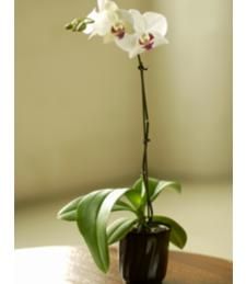 Phalaenopsis Orchid