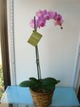Phalaenopsis Orchid Phalaenopsis Orchid