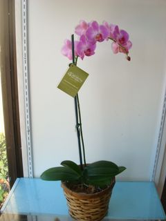 Phalaenopsis Orchid 