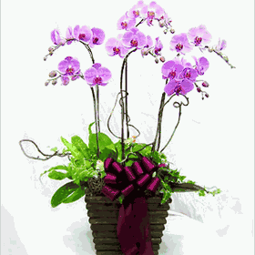 Phalaenopsis Orchid 6 Sprays