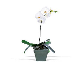 Phalaenopsis Orchid Plant