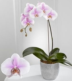 Phalaenopsis Orchid purple