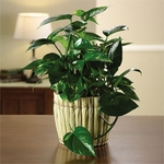 Philodendron Garden  Philodendron Garden