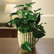 Philodendron Garden 