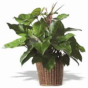Philodendron Plant 