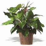 Philodendron Plant 