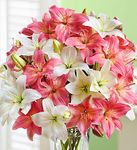 Pink and White Lilies in Vase Pink and White Lilies in Vase