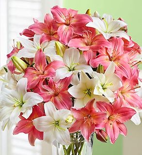 Pink and White Lilies in Vase