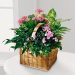 Pink Assortment Plant Pink Assortment Plant