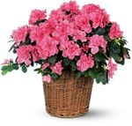 Pink Azalea