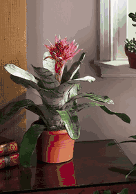 Pink Bromeliad