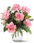 Pink carnations Pink carnations