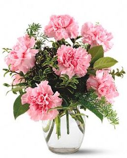 Pink carnations 