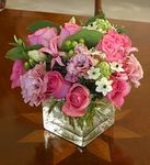 Pink Essence Pink Essence