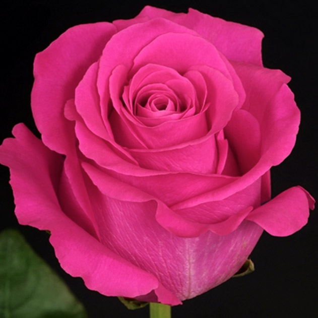 pink floyd wholesalerose100 stems