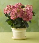 Pink Hydrangea 