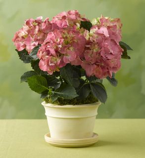 Pink Hydrangea 