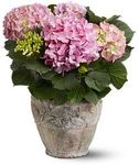 Pink Hydrangea Plant in Basket design