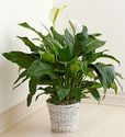 Plant for Sympathy lg Plant for Sympathy lg