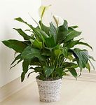 Plant for Sympathy lg Plant for Sympathy lg