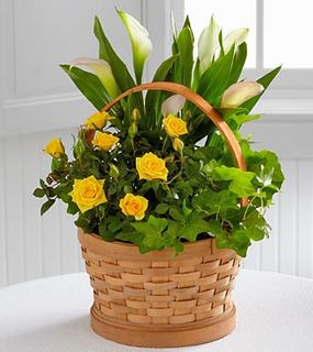 Plant Gifts  Cheerful Wishes Blooming Basket