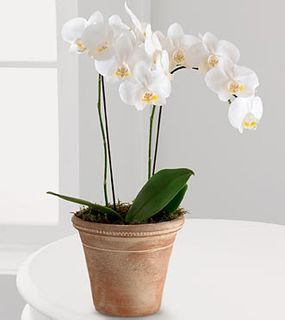 Plant Gifts  Orchid Plants  White Glamour Orchid