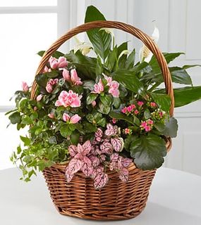  Plants Blooming Plants 