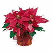  Poinsettia 6" 