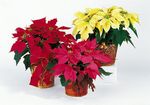 Poinsettia plants Poinsettia plants