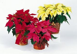 Poinsettia plants