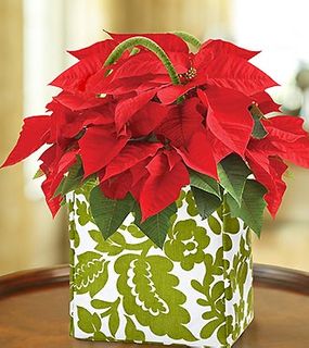 Poinsettia Plant in a Tote