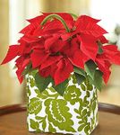 Poinsettia Plant in a Tote Poinsettia Plant in a Tote