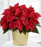 Poinsettia Planter Poinsettia Planter
