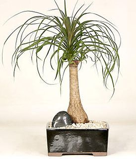 Ponytail Palm 