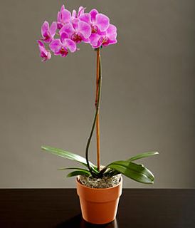 Potted Purple Orchid