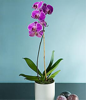 Potted Purple Orchid