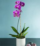 Potted Purple Orchid