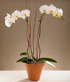 Potted  White Orchid 