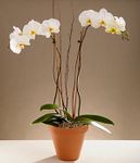 Potted  White Orchid 