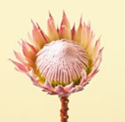 Protea, King 