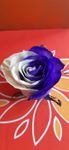 ONLY Purple ROSE 1 DOZEN IN VASE 