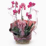Purple Phalaenopsis in Basket 3 Stems  Purple Phalaenopsis in Basket 3 Stems