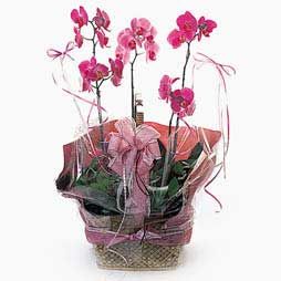 Purple Phalaenopsis in Basket 3 Stems 